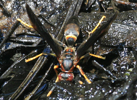 Polistes annularis